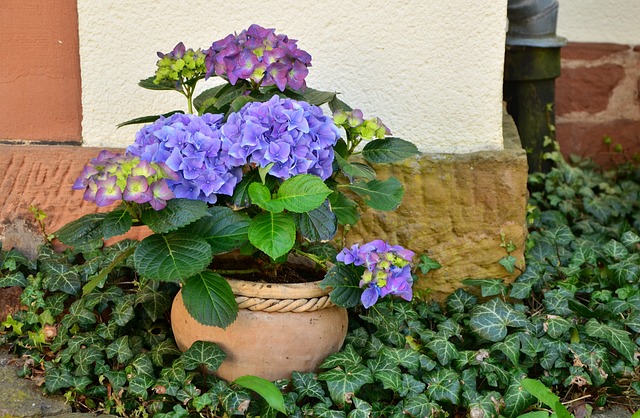 flowerpot, office flowers, bouquet