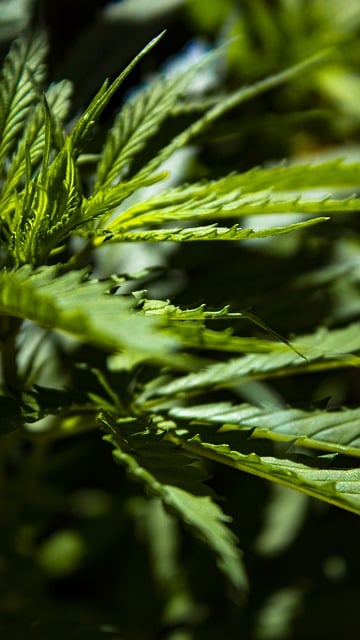 cannabis, weed, marijuana