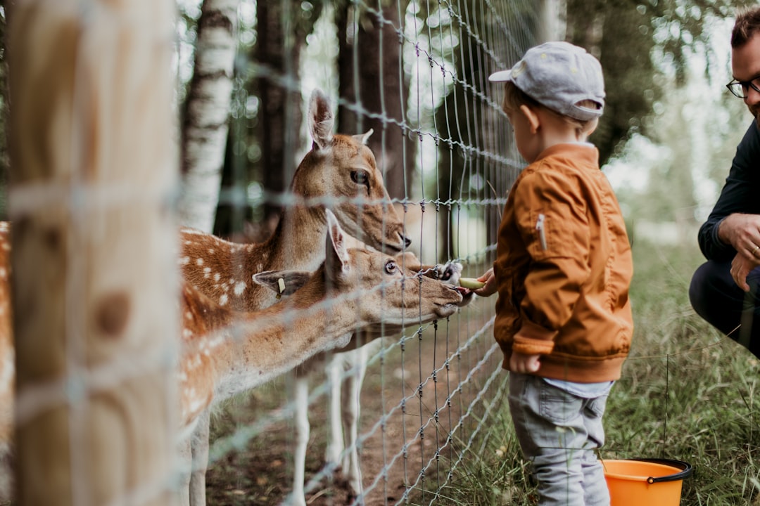 Zookeeper feeding a baby giraffe.