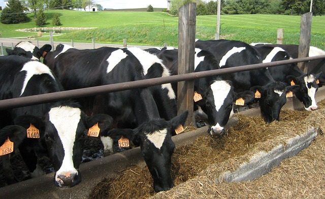 dairy-farming-cow-health-640x480-95411797.jpeg