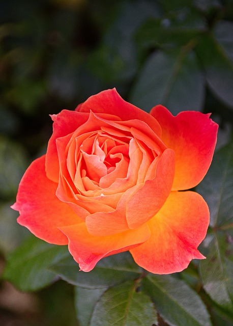 garden-soil-rose-species-640x480-33567430.jpeg