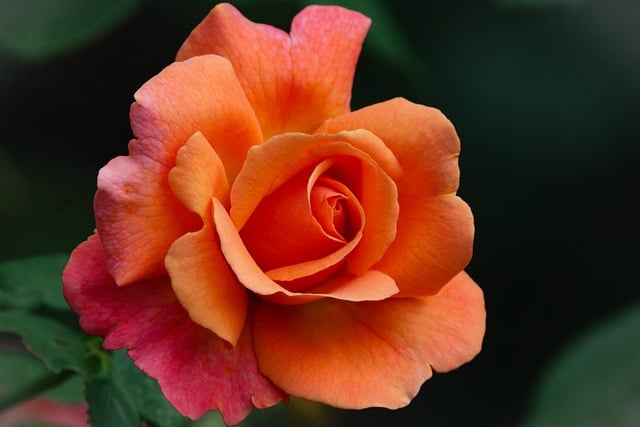 garden-soil-rose-species-640x480-3723372.jpeg