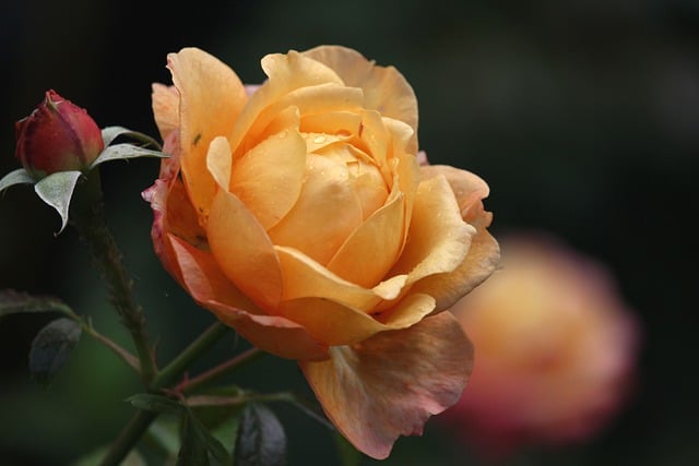 garden-soil-rose-species-640x480-50727004.jpeg