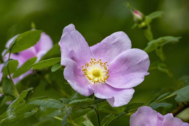 garden-soil-rose-species-640x480-54228581.jpeg