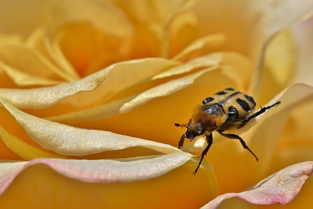 garden-soil-rose-species-640x480-57893666.jpeg