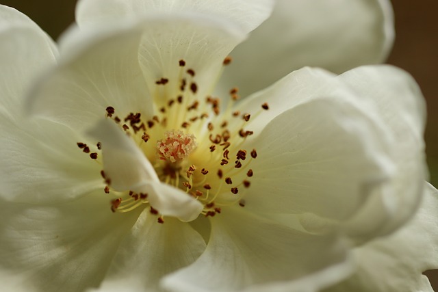 garden-soil-rose-species-640x480-79197915.jpeg