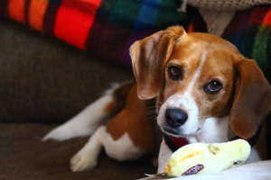 The 17 Best Dog Toys for Tough Chewers of 2024 – Business Insider