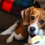 The 18 Best Chew Toys for Dogs in 2024, Vetted by Vets – PureWow