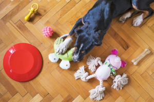 The Very Best Chew Toys and Treats for Teething Puppies – New York Magazine