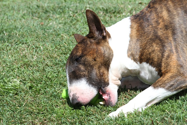 10 Summer Toys for Your Pets! – One Green Planet – One Green Planet