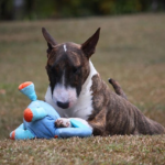 The Best Indestructible Dog Toys, According to Hundreds of Tests – Country Living