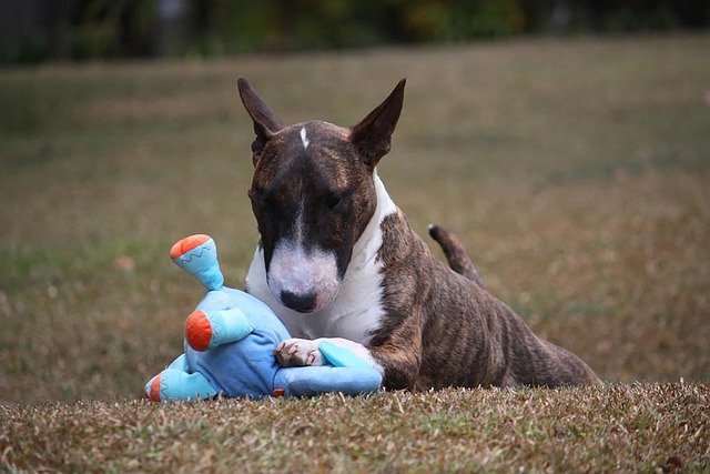 The Best Indestructible Dog Toys, According to Hundreds of Tests – Country Living