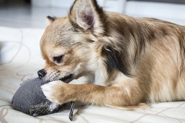 The Best Indestructible Dog Toys, According to Hundreds of Tests – Country Living