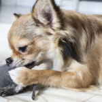 Our Pups Tested the Best Dog Toys for Tough Chewers — and Some Are Up to 50% Off Right Now – PEOPLE