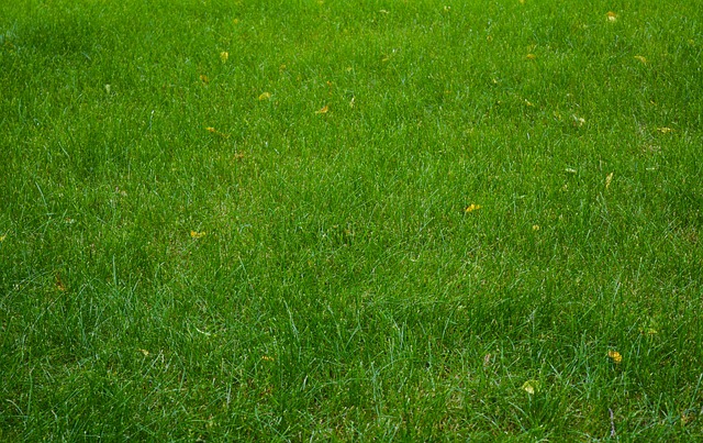  A well-manicured Bermuda grass lawn with geometric patterns accentuates the beauty of a vibrant garden against a backdrop of a serene countryside.