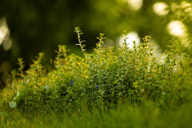  A lush, green Bermuda grass lawn thrives under the hot sun, showcasing its drought and wear-resistant qualities.