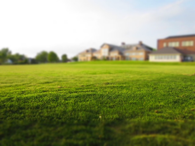  A well-manicured, lush Bermuda grass lawn being cared for with the right tools and techniques under clear skies.