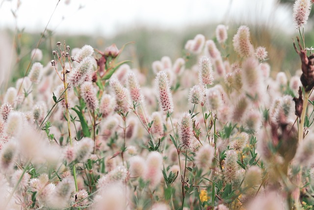  A lush Bermuda grass lawn transitions into a wildflower bed, showcasing coexistence with native plants and wildlife.