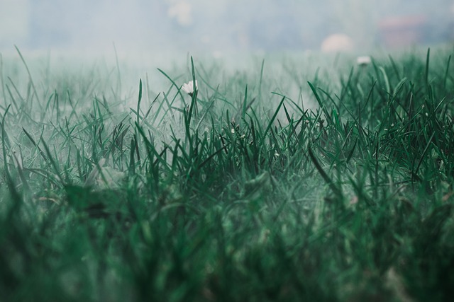  A lush, verdant Bermuda grass lawn under a clear blue sky, showcasing its resilience and vibrant green hues with a golden tint in the sunlight.