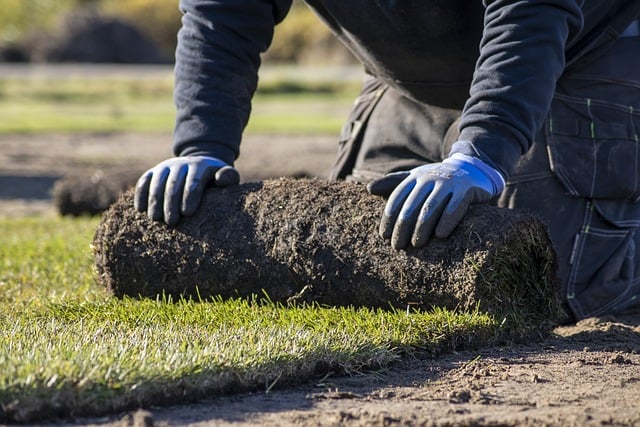  A lush, green Bermuda grass lawn thrives under the hot sun, showcasing its drought and wear resistance.