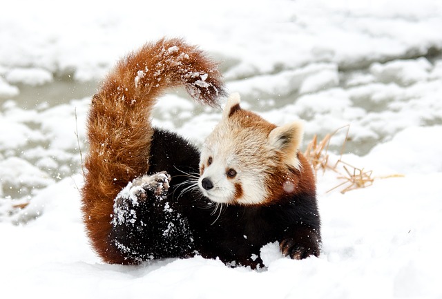 Red Panda: Navigating Alpine Ecosystems and Conservation Challenges