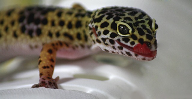 Gecko Global Diversity: Navigating Varying Environments Across the World