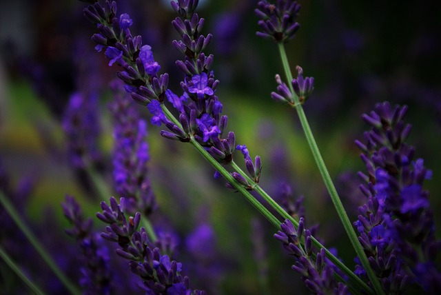 Lavender, freshener, fragrance 