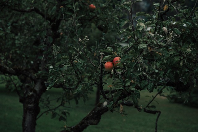 Savoring Granny Smith Apples: A Culinary Guide from Orchard to Table