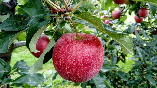 granny-apples-640x480-57298743.jpeg