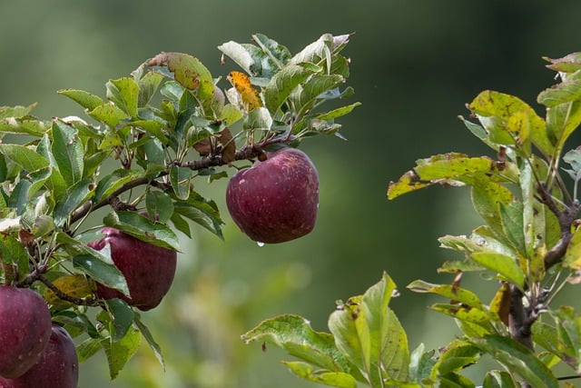 granny-apples-640x480-57822179.jpeg