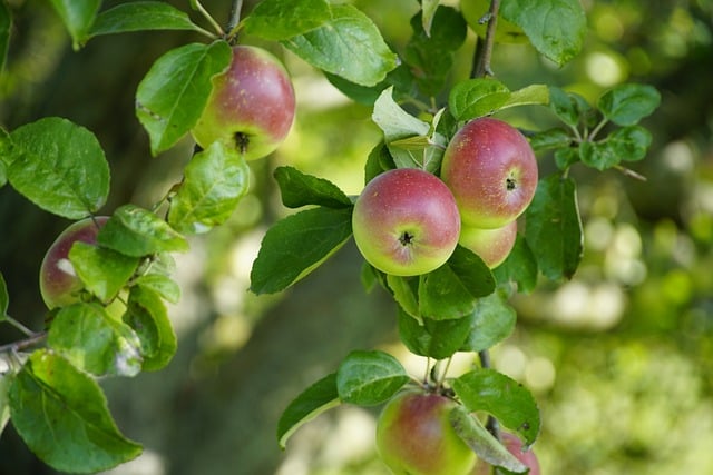 granny-apples-640x480-59242127.jpeg