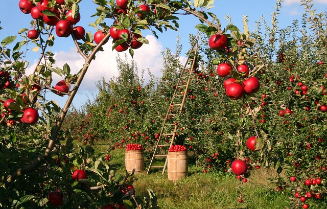 granny-apples-640x480-84928693.jpeg