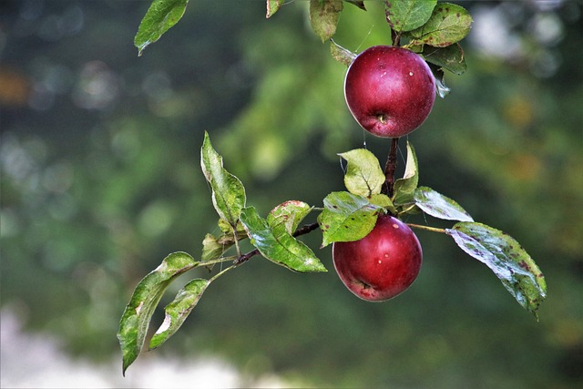 green-apples-640x480-19109393.jpeg