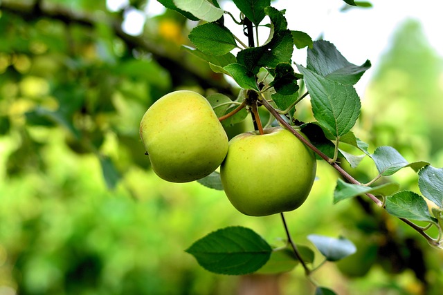 Savoring the Sharp: A Guide to the Best-Tasting Green Apples and Their Nutritional Perks