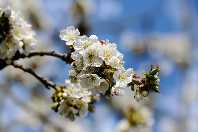 Optimizing Growth: The Fastest-Growing Green Apple Varieties Unveiled