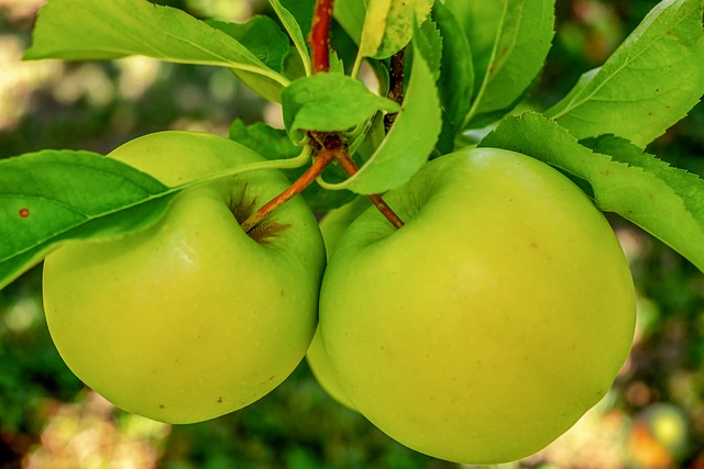 green-apples-640x480-26953725.jpeg