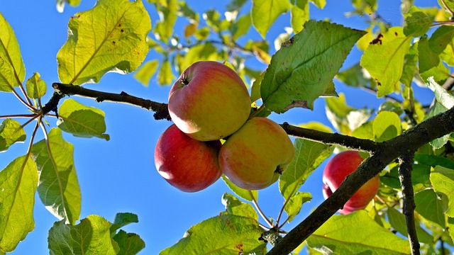 Top Green Apple Varieties for Maximizing Flavor: A Taste Test Guide