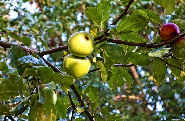 green-apples-640x480-48395885.jpeg