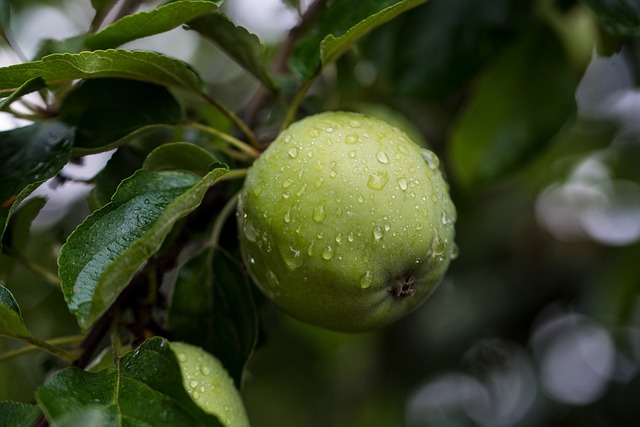 Unlocking the Health and Taste Benefits of Green Apples: A Scientific Perspective