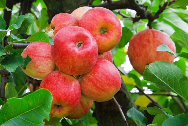 Green Apples