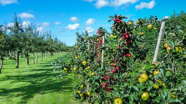 green-apples-640x480-93930072.jpeg