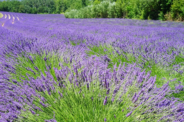 Examining the Pros and Cons of Lavender Fresheners