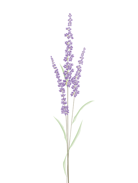 lavender-freshener-fragrance-640x480-16173759.png