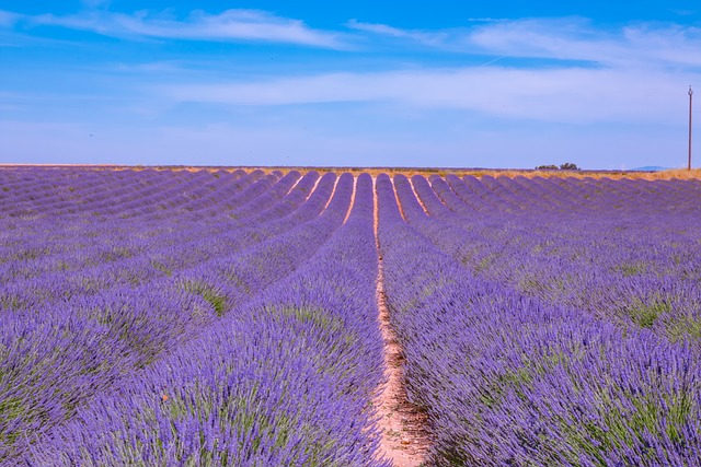 lavender-freshener-fragrance-640x480-23642141.jpeg