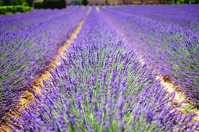 Exploring Lavender Air Freshener: Benefits & Drawbacks