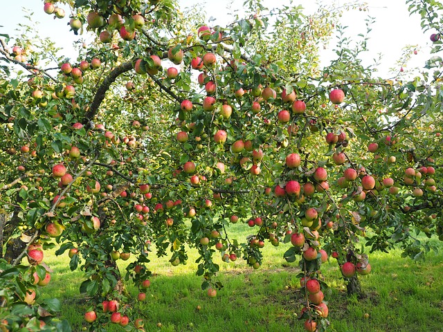 red-apples-640x480-52122198.jpeg