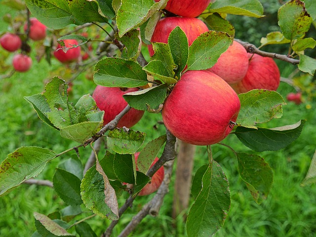 Red Apple Varieties: Unveiling the Most Flavorful Experiences