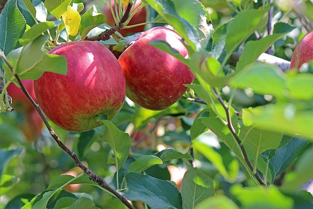 red-apples-640x480-95493963.jpeg