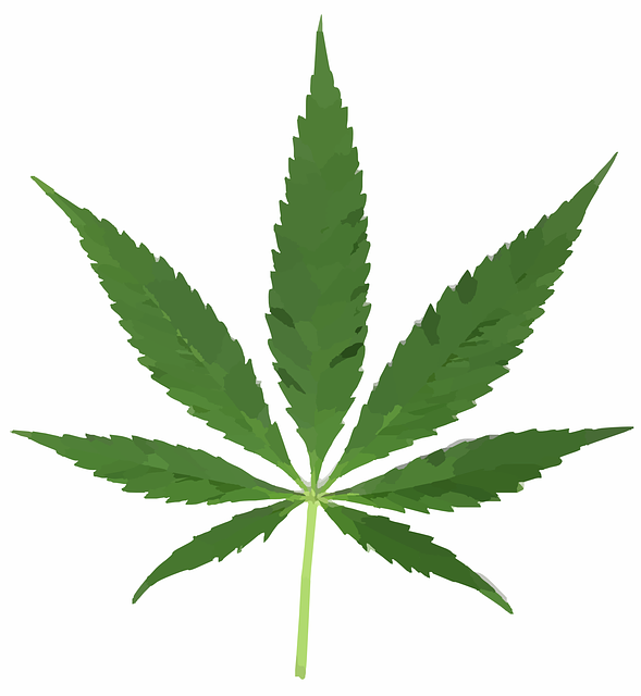 cannabis-weed-marijuana-640x480-41346019.png