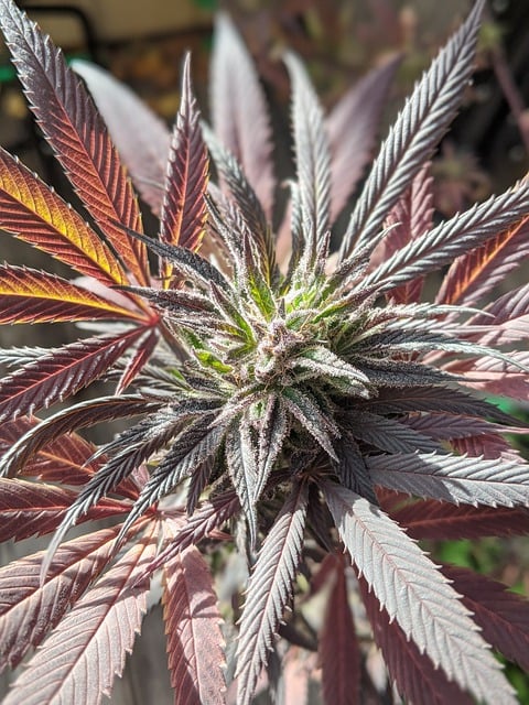 Exploring THCA Flower: Nature’s Analgesic for Pain Relief